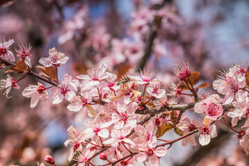 Blooming delicate pink flowers in early spring Blut-Pflaume. Prunus cerasifera 'Nigra', Familie: Rosaceae. Branches of cherry blossoms on a sunny day with blue sky on background.