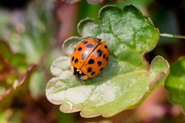 Ladybug with black eyes in macro. Super macro photo of insects and bugs. Ladybug on green leaf.