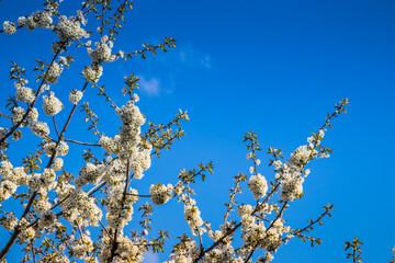 Bright white cherry blossoms. Cherry blossom in spring for background or copy space for text. Spring banner, branches of cherry blossoms against the blue sky in nature outdoors.