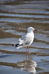 seagull on the beach