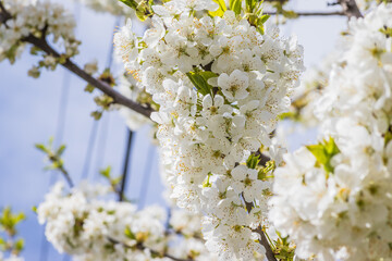 Bright white cherry blossoms. Cherry blossom in spring for background or copy space for text. Spring banner, branches of cherry blossoms against the blue sky in nature outdoors.