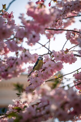 Blue tit sitting among cherry blossom flowers in tree during spring sunset in Lund Sweden
