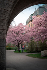 Fototapeta na wymiar Cherry trees on full blossom next to parisian like building in Lund Sweden