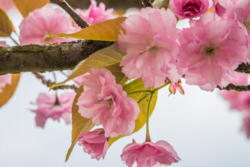 Velvet sakura flowers on a branch against a blue sky. Sakura flowers close up on a tree branch. Spring banner, branches of cherry blossoms against the blue sky in nature outdoors.