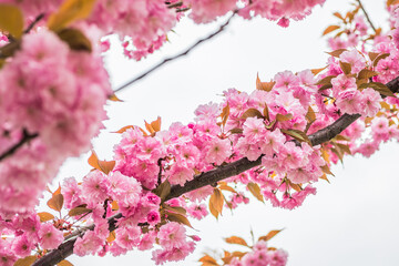 Velvet sakura flowers on a branch against a blue sky. Sakura flowers close up on a tree branch. Spring banner, branches of cherry blossoms against the blue sky in nature outdoors.