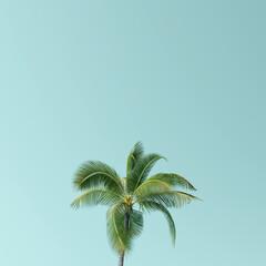 Coconut palm tree on blue background. 3d rendering