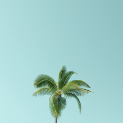 Obraz premium Coconut palm tree on blue background. 3d rendering