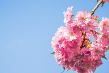 Velvet sakura flowers on a branch against a blue sky. Sakura flowers close up on a tree branch. Spring banner, branches of cherry blossoms against the blue sky in nature outdoors.