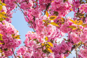 Velvet sakura flowers on a branch against a blue sky. Sakura flowers close up on a tree branch. Spring banner, branches of cherry blossoms against the blue sky in nature outdoors.