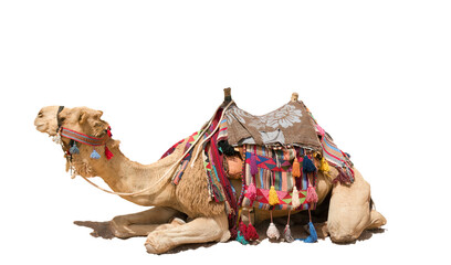 An Egyptian Camel PNG file