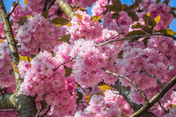Velvet sakura flowers on a branch against a blue sky. Sakura flowers close up on a tree branch. Spring banner, branches of cherry blossoms against the blue sky in nature outdoors.