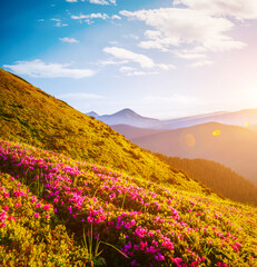 Attractive summer scene with flowering hills. Carpathian mountains, Ukraine, Europe.