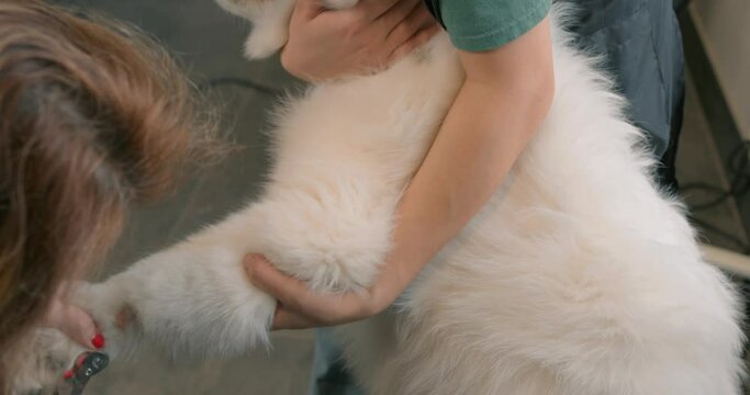 dog's owner holding, hugging his aggressive pet, cute Husky dog turned away, afraid when his nails are trimmed in grooming salon