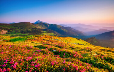 Fototapeta na wymiar Splendid fields of blooming rhododendron flowers. Carpathian mountains, Ukraine, Europe