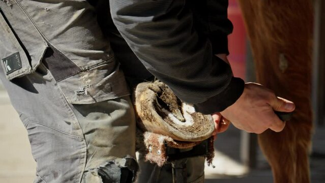 Farrier trims and shapes horse's hooves using knife. Taking care of pets. Horse care concept. Close-up in 4K, UHD