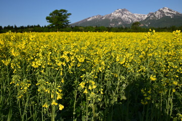 妙高山