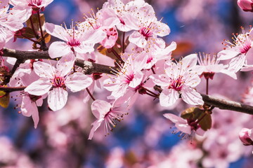 Blooming delicate pink flowers in early spring Blut-Pflaume. Pru