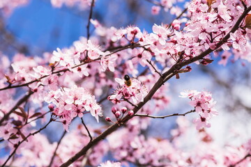 Blooming delicate pink flowers in early spring Blut-Pflaume. Pru