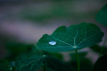 water drops on a leaf