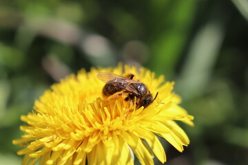 bee on flower,flower, bee, insect, yellow, nature, macro, honey, dandelion, pollen, summer, garden, fly, animal, spring, plant, bug, grass, nectar, blossom, flowers, pollination, wing, closeup, 