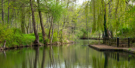 Nature water landscape in the Spree forest in germany