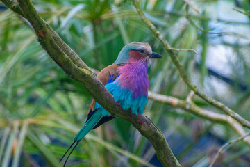 oiseau multicolore sur sa branche