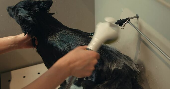 Woman cleans a dog, girl's hands wash schipperke dog puppy under the shower in the bathroom with foam and soap bubbles