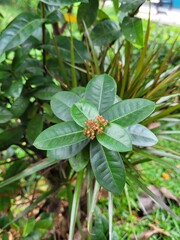 flower of a plant