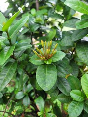 green and yellow flowers