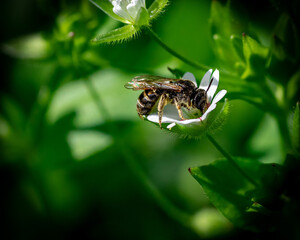 Galicts on a honey mission
