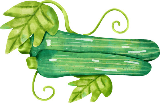 watercolor zucchini