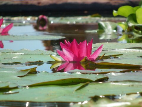 Pink water lily surrounded by leaves floating on the water of a lake or pond. Nenufar or lotus flower in a lagoon on a sunny day of summer.