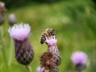 bee on a flower