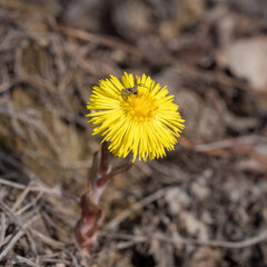 spider on coltsfoot flower