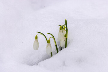 The snowdrop flower in the snow