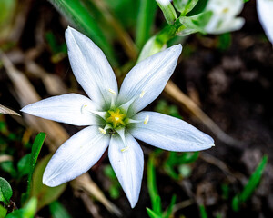 Spring flower