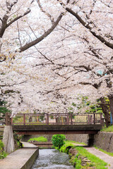 春の満開の桜並木と小川と橋