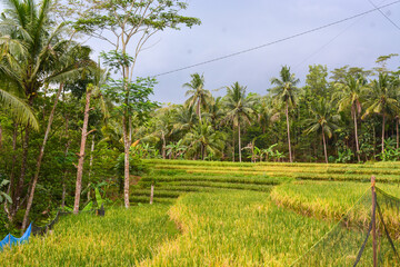 Close up view of group rice plant (Oryza sativa) in paddy field, Indonesia. No people