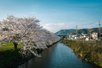 Naklejka na ściany i meble Cherry blossom view in Japan