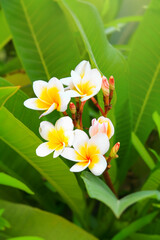 Beautiful white frangipani flowers in summer garden.Blooming Plumeria tree in sunny day.