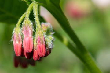 Close up of creeping comfrey (symphytum grandiflorum) flowers in bloom