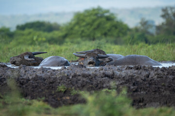 A herd of asian water buffalo bubalus bubalis Wallowing in a small pool in the Baluran National Park, Situbondo, Indonesia 