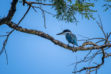 A collared kingfisher todiramphus chloris resting on a branch under the shade of tree leaves with blue sky background 