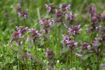 pattern of small spring wild flowers with leaves
