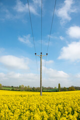 Electricity power lines run across a vibrant yellow field of rape seed. Copy space image of electrical energy distribution and power supply. Selective focus on the wooden pole. Portrait format image.