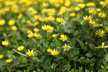 pattern of small spring wild flowers with leaves