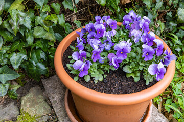 Fototapeta premium Blue violets flowers grow in a concrete flowerpot