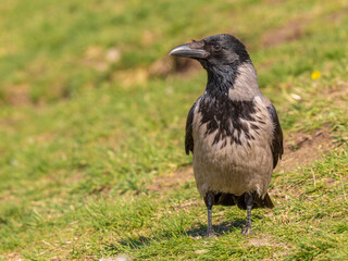 Hooded crow is standing on the grass