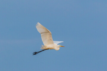 Fliegender Silberreiher.