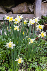 Yellow daffodils are blooming in the garden